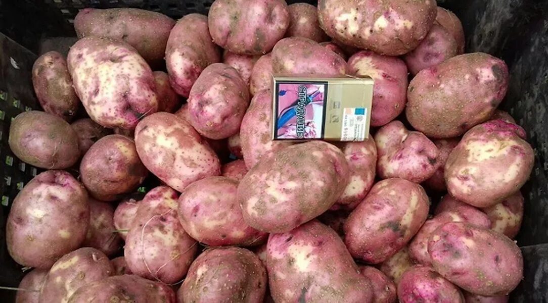 Картофель лапоть описание фото отзывы. Супер ранний сорт картофеля.