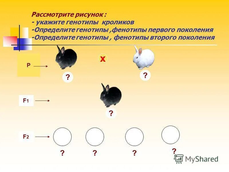 Задача на моногибридное скрещивание со 2 поколением. Моногибридное скрещивание животных. Схема скрещивания кроликов. Задачи по моногибридному скрещиванию.