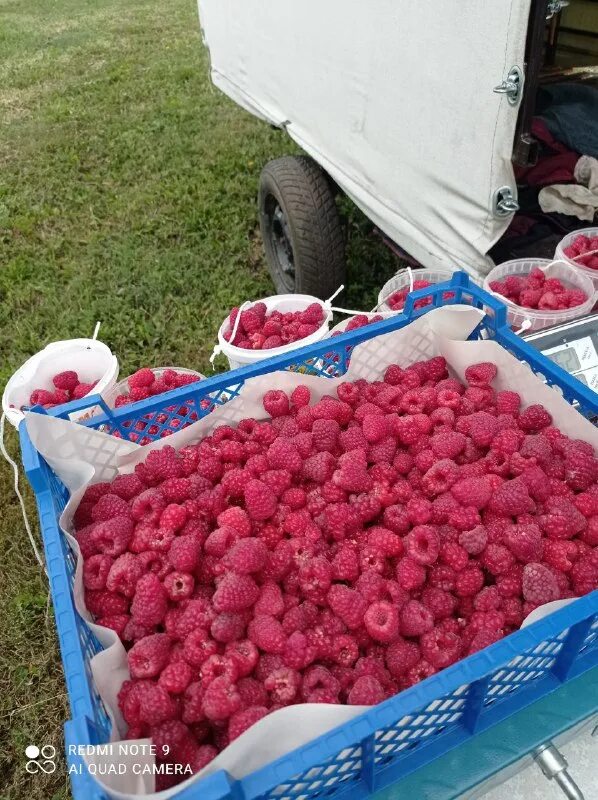 Ягодка стикер малинка. Ягодка малинка смайлик. Малинка стикеры. Сбор малины. Малина наклейка.