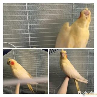 Как видят кореллы