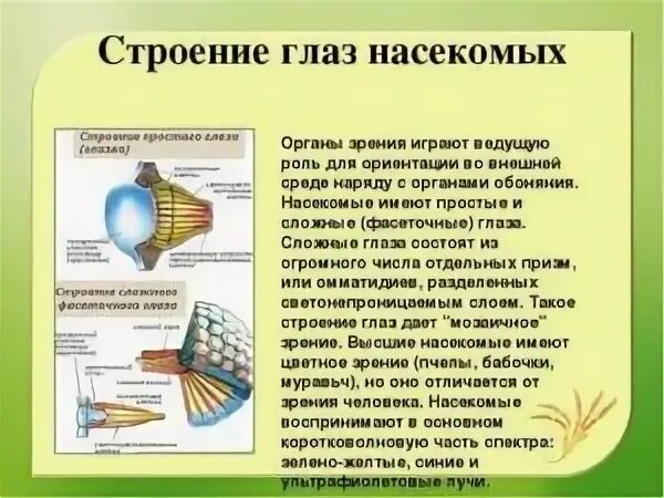Простые и сложные глаза у насекомых. Фасеточные глаза насекомых. Сложные фасеточные глаза. Кто имеет сложные глаза. Фасеточные глаза мухи под микроскопом.