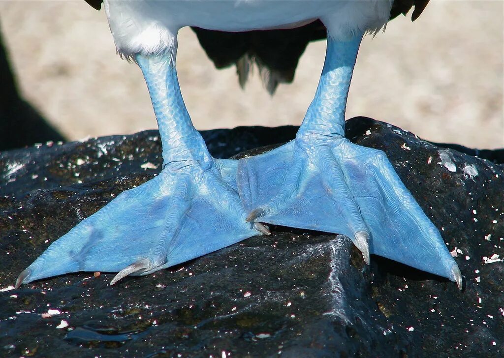 Перепонки у водоплавающих птиц. Голубоногая олуша. Голубоногая олуша самец. Голубая олуша. Голубоногая олуша строение.