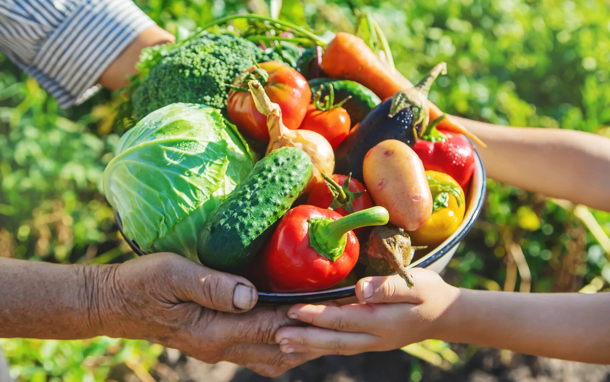 Овощи в руках. Vegetables in hand. Садится на овощи