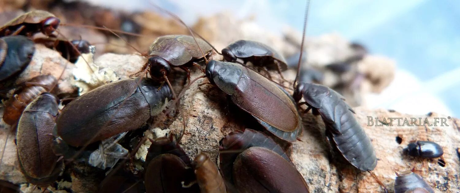 Diploptera punctata