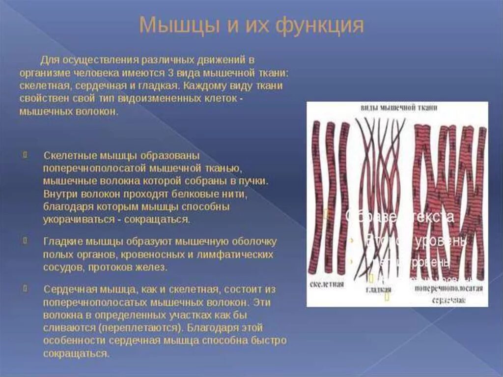 Мышечная ткань человека характеристика. Поперечно полосатое скелетное мышечное волокно. Типы волокон скелетной мышечной ткани. Поперечно Скелетная мышечная ткань. Типы мышечных волокон скелетной мускулатуры.