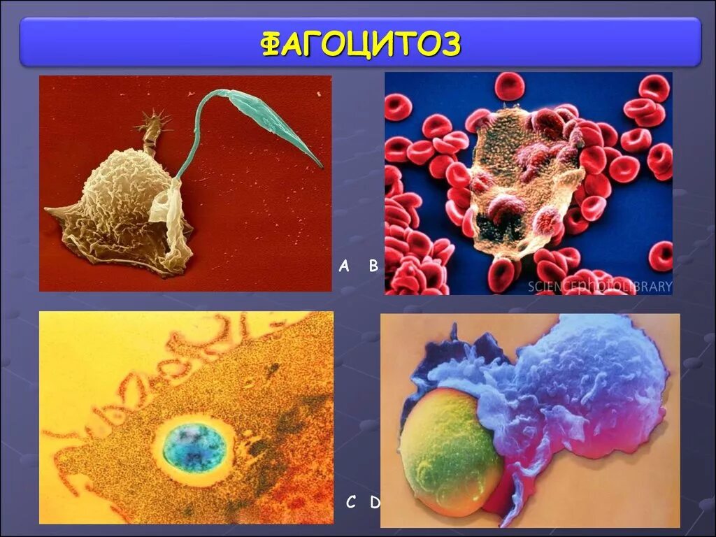 Фагоцитозный пузырек. Лейкоциты фагоциты и лимфоциты. Фагоцитоз лейкоцитов. Лимфоциты фагоциты вирусы. Фагоцитоз микроорганизмов.