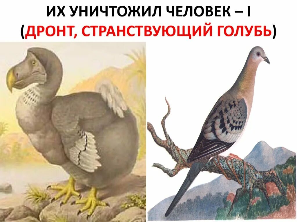 Птицы истребленные человеком. Человек истребляет животных. Истребленные человеком виды. Животные которые вымерли. Человек истребил.