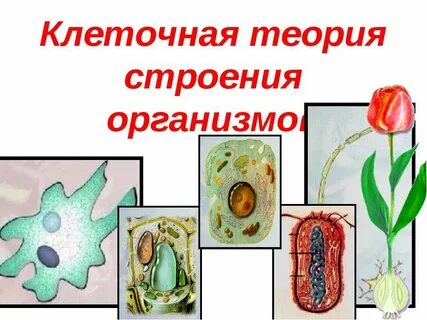Клеточная теория биология 9