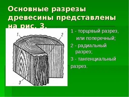 Разрез древесины