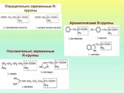 Что придает положительный заряд белкам