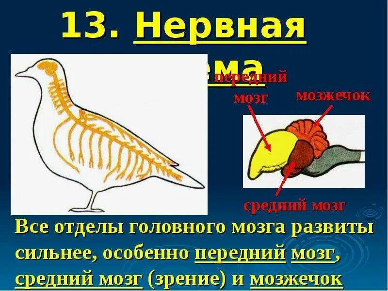 Класс птицы нервная. Нервная система система птиц. Органы нервной системы у птиц. Нервная система птиц схема. Внутреннее строение птиц нервная система.