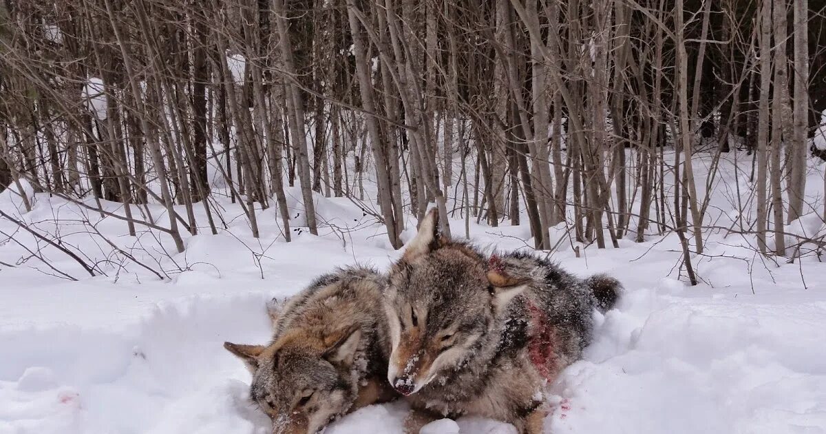 добыча волка
