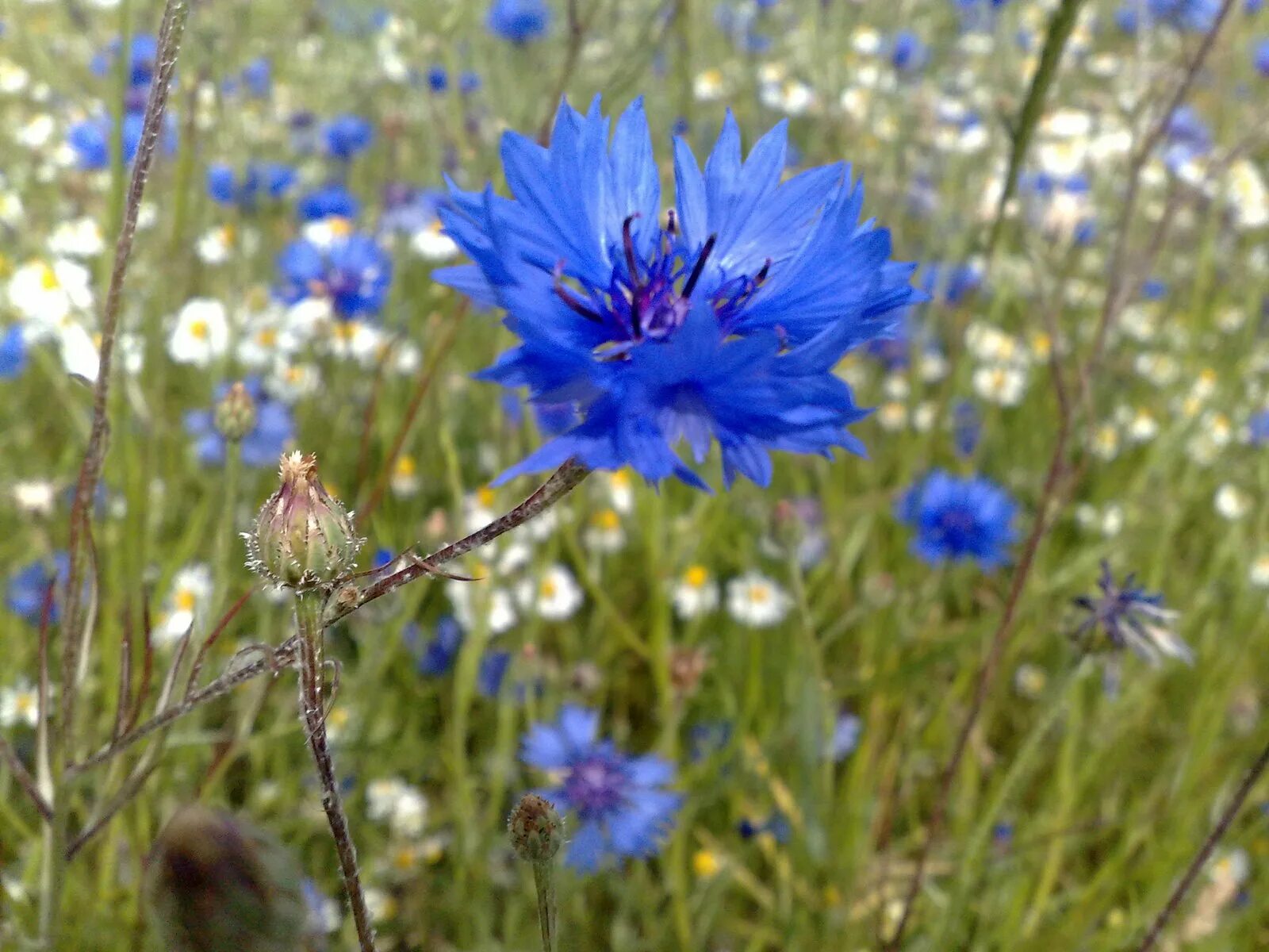 Полевые цветы васильки. Василек полевой Centaurea cyanus. Василек синий (Centaurea cyanus). Василёк Боровой. Василек полевой медонос.