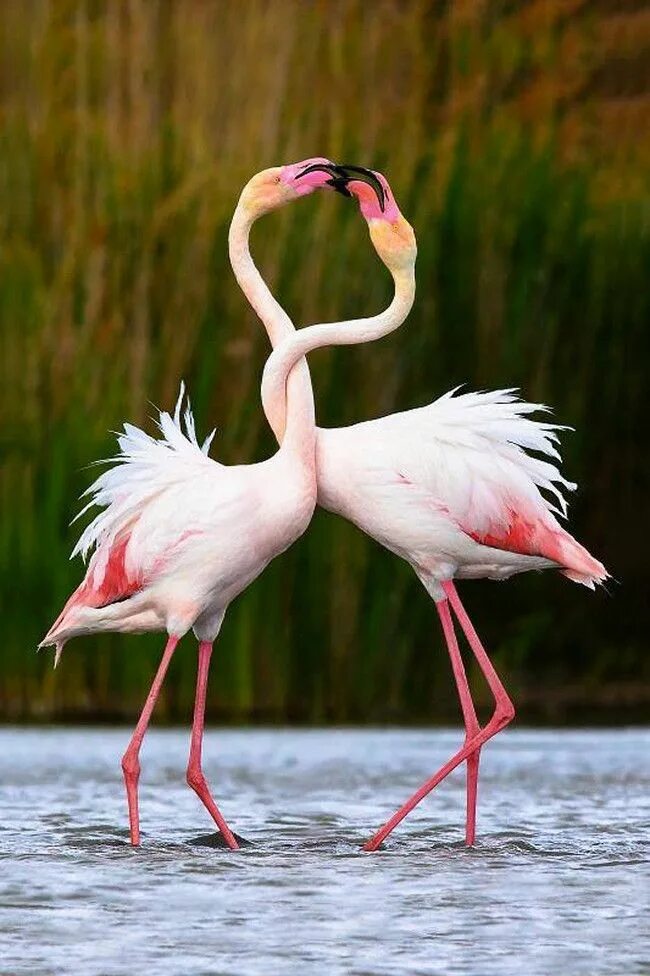Розовый Фламинго птица. Обыкновенный Фламинго. Розовый Фламинго любовь розовый Фламинго любовь. Розовый Фламинго брачный танец.
