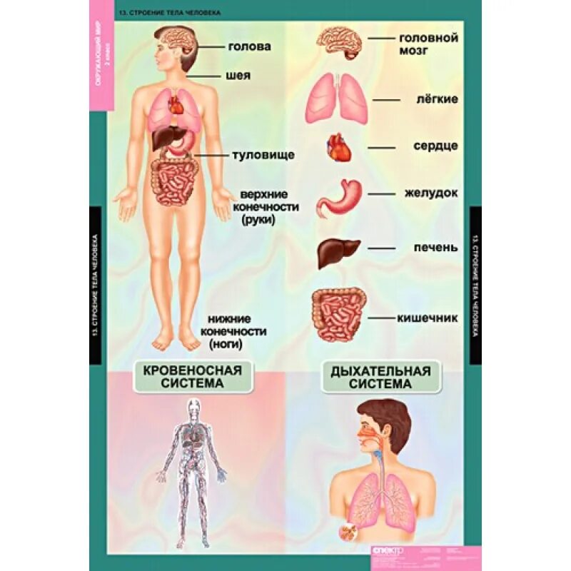 Модель строения человека. Организм человека. Модель внутреннего строения человека. Внутреннее строение человека 2 класс. Строение человека модель 2 класс