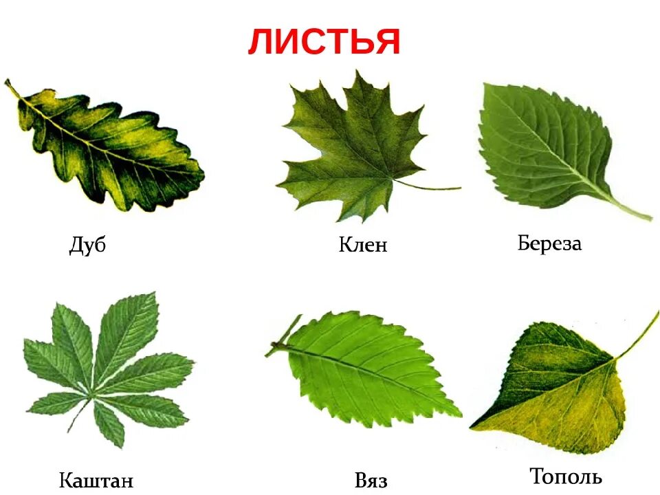 Листья дуба клена рябины. Клен дуб осина ясень листья. Листья клена осины березы. Лист березы осины клена рябины. Листья каштана дуба березы клена.