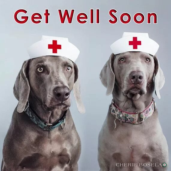 Get well soon Dog. Выздоровления собаке. Get well soon Puppy картинки. Опрос про веймаранера. Выздороветь собака