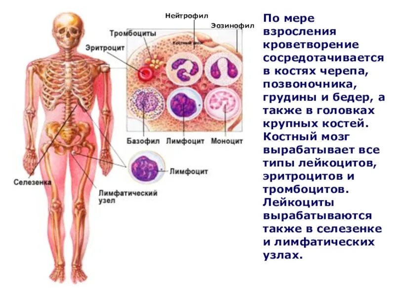 Система органов кроветворения. Кроветворная система человека. Кроветворная система человека схема. Кроветворение в костном мозге.