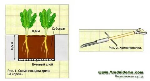 Длины хрен