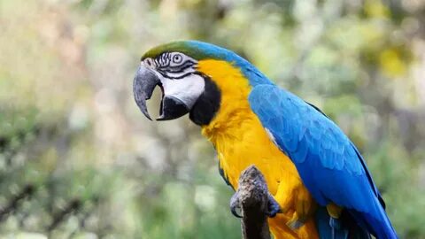 Macaw windows