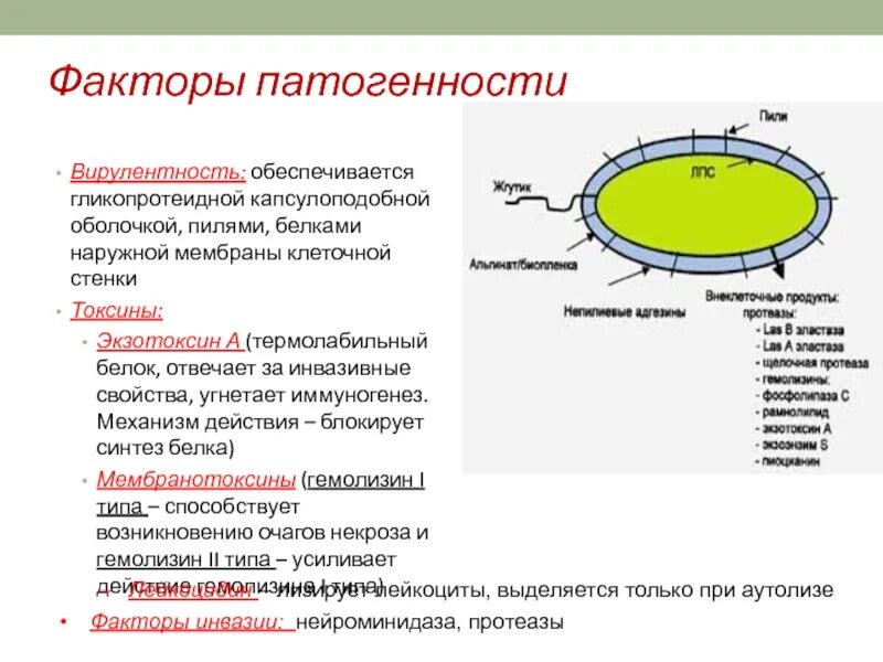 Обработка плазмидами. Капсулоподобная оболочка бактерий. Факторы патогенности и вирулентности бактерий. Синегнойная палочка факторы вирулентности. Факторы патогенности микробиология.