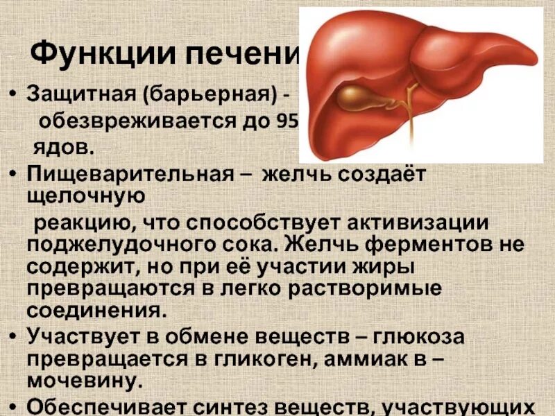 Ферменты помогающие печени. Роль печени. Роль печени в организме. Процессы в печени. Печень и ее функции.