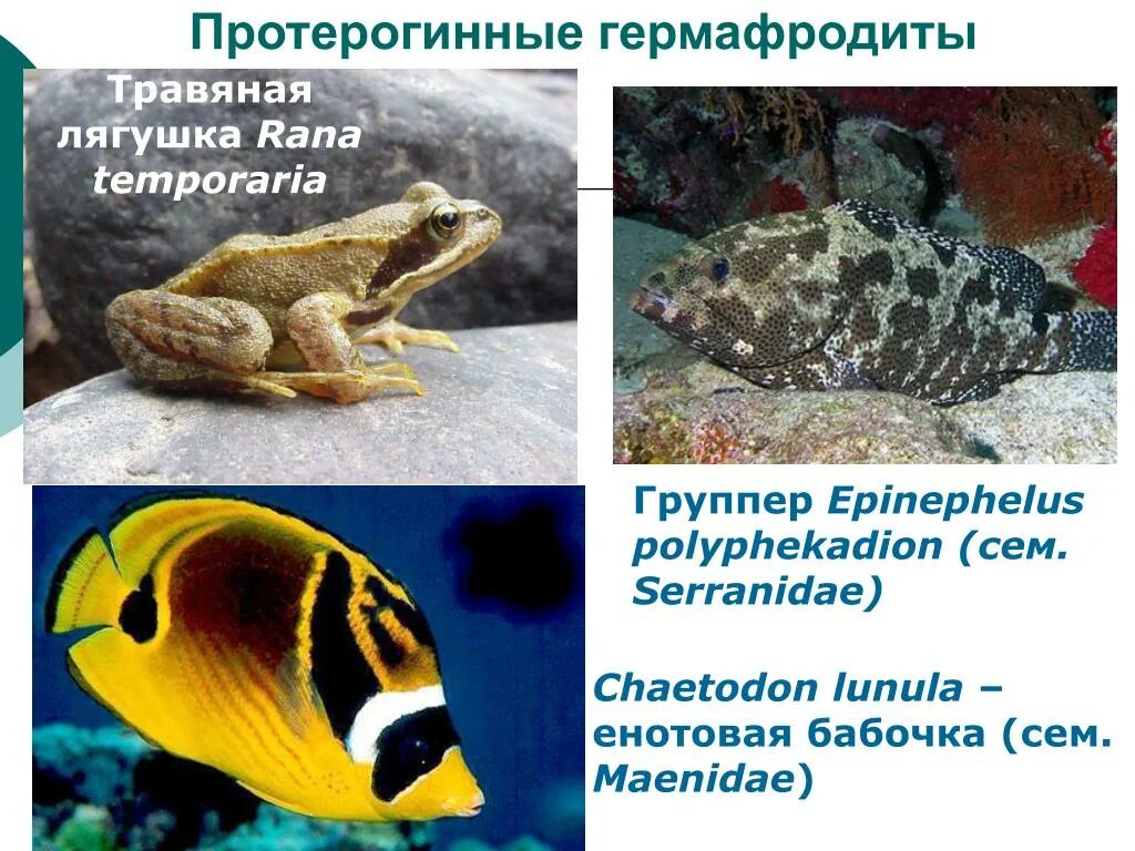 типы животных гермафродиты