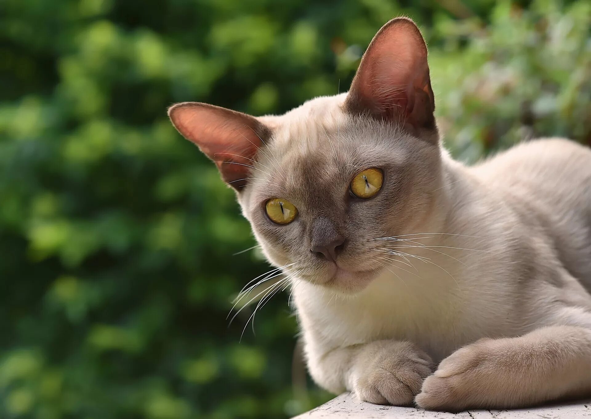 Кот с желтыми глазами порода. Порода кошек Бурма. Европейская Бурма. Порода европейская Бурма. Бурманская короткошерстная.