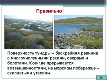 Тундра природная зона 4 класс