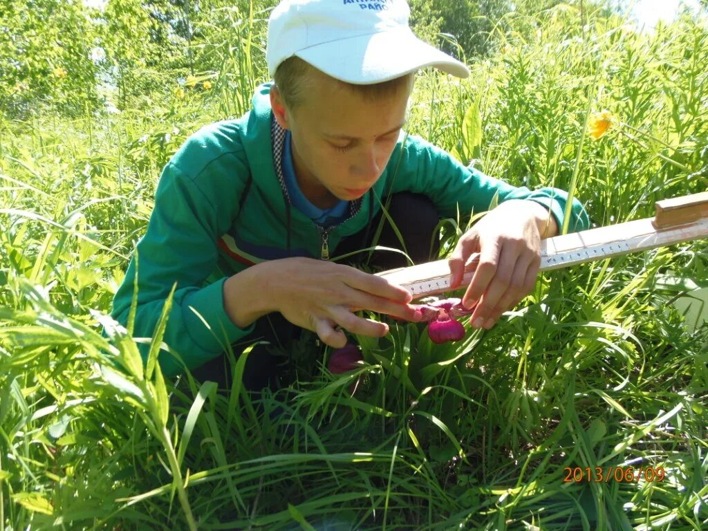 Измерение цветка. У каких растений один твёрдый одревесневший стебель. Определи у каких растений один твёрдый древесный ствол. Смородина строение растения. Измерить растение.