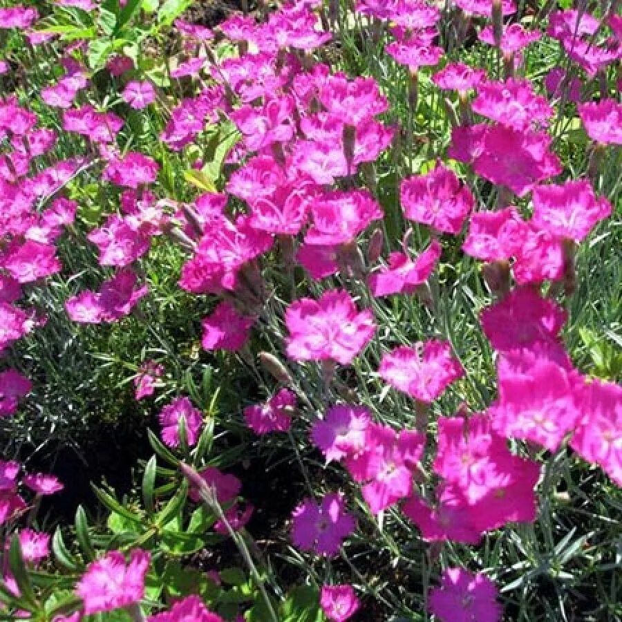 Гвоздика саженец. Гвоздика сизая Dianthus gratianopolitanus. Гвоздика серовато-голубая (Dianthus gratianopolitanus. Гвоздика серовато-голубая (сизая). Гвоздика серовато-голубая Rubin Рубин.