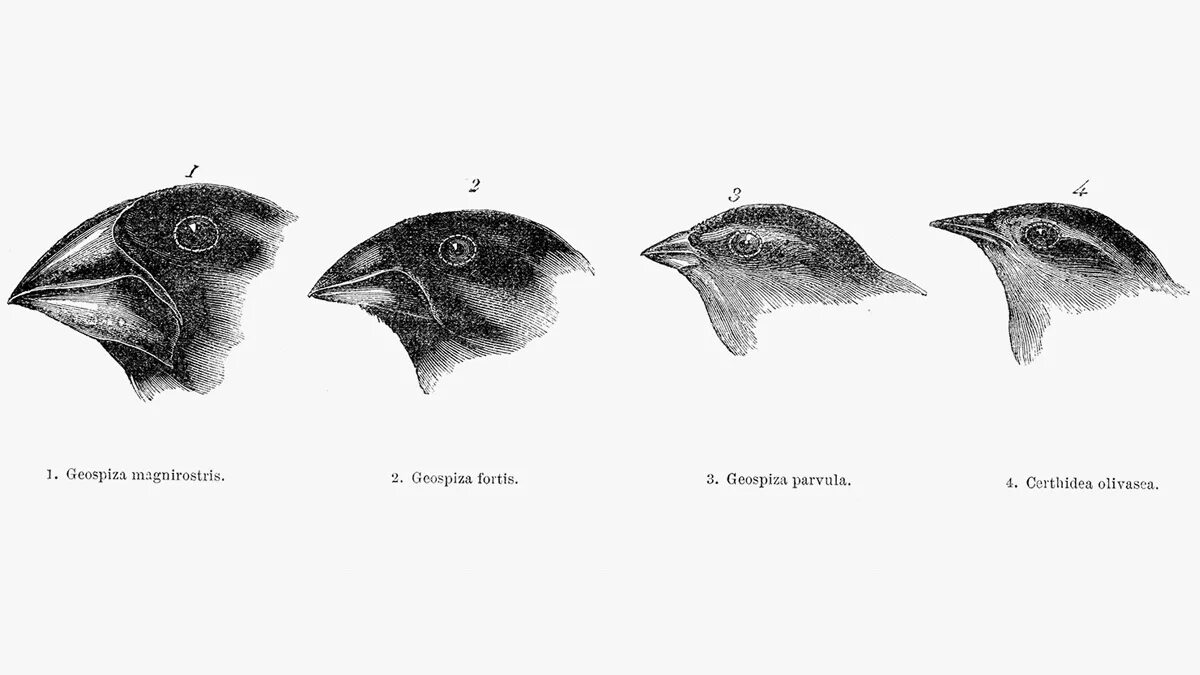 Разнообразие галапагосских вьюрков. Галапагосские вьюрки клювы. Дарвингалопогосские вьюрки. Галапагосские вьюрки дивергенция. Дарвин вьюрки Галапагосские острова.