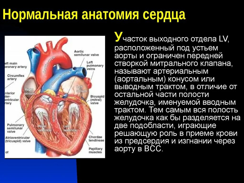 Артериальный конус правого желудочка. Сердце анатомия. Артериальный косинус серлцп. Артериальный конус сердца. Правый желудочек функции