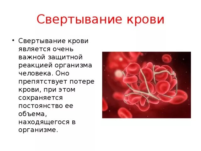 Какого значение крови для организма. 6. Какие клетки крови отвечают за свертываемость крови. Клетки отвечающие за свертываемость крови. Клетки крови обеспечивающие ее свертывание. Образование сгустка крови.