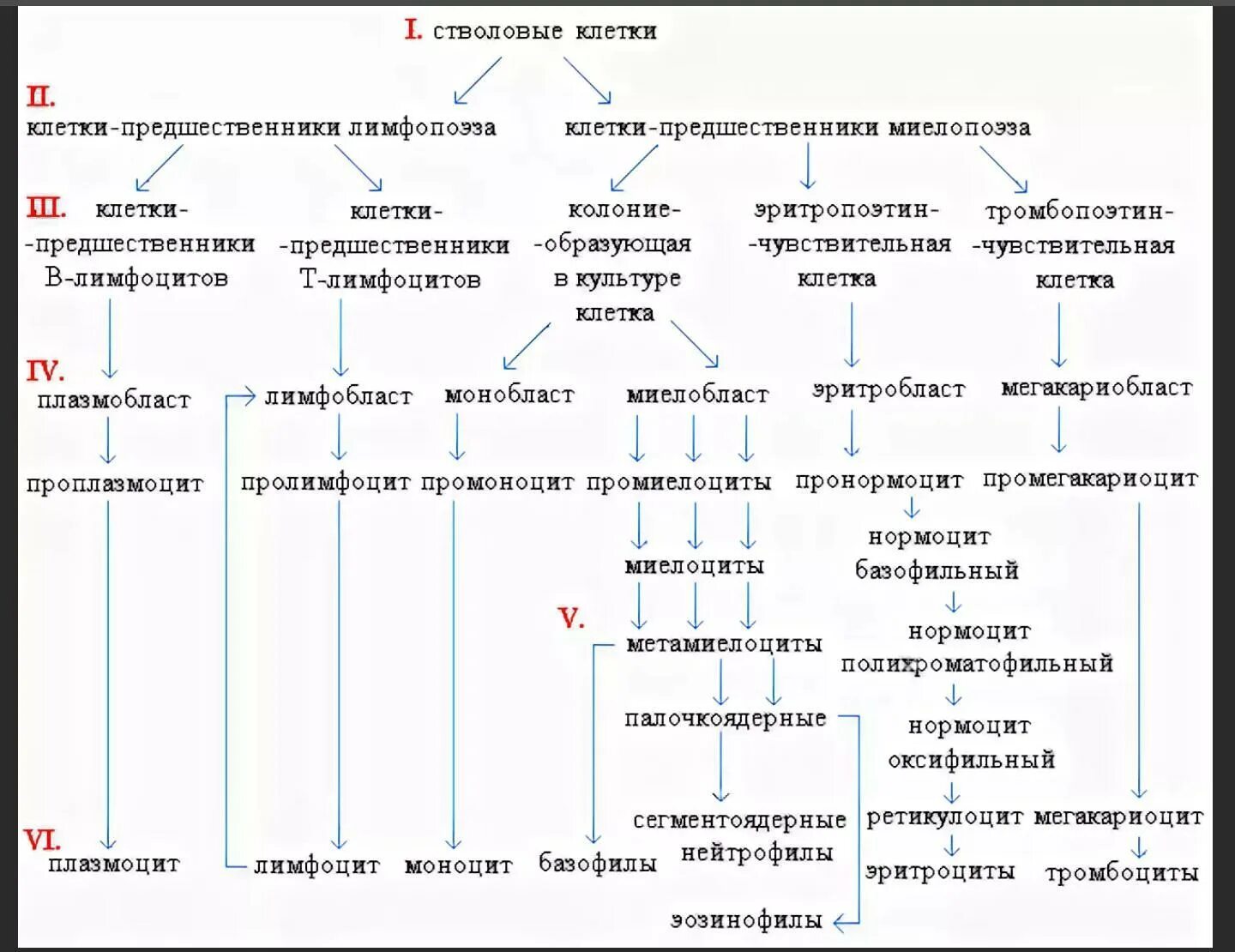 Схема клеток крови. Схема кроветворения патфиз. Схема кроветворения патофизиология. Схема кроветворения человека гистология. Схема кроветворения по Черткову и Воробьеву.