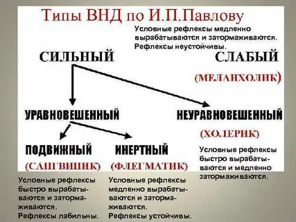 Быстро вырабатываются условные рефлексы