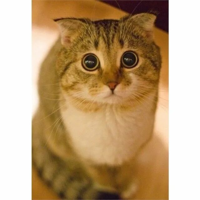 Пов кот. Котик с большими глазами. кот большие глаза. милые котики с большими глазами. коты с большими гоазам.