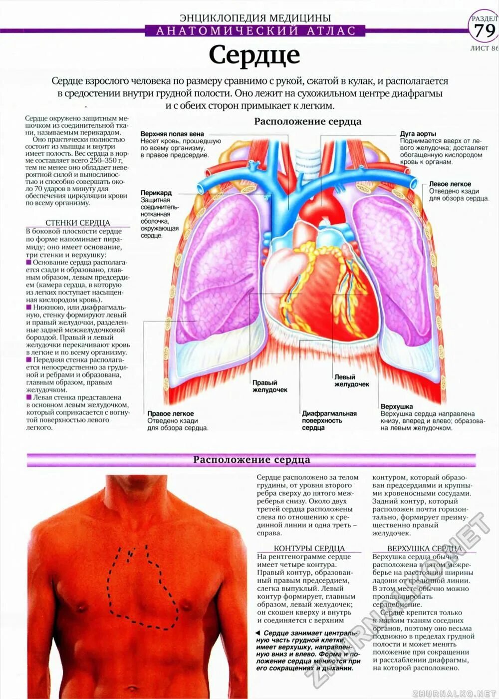 Сердце снизу. Расположение внутренних органов в грудной клетке. Энциклопедия медицины анатомический атлас. Расположение сердца у человека.