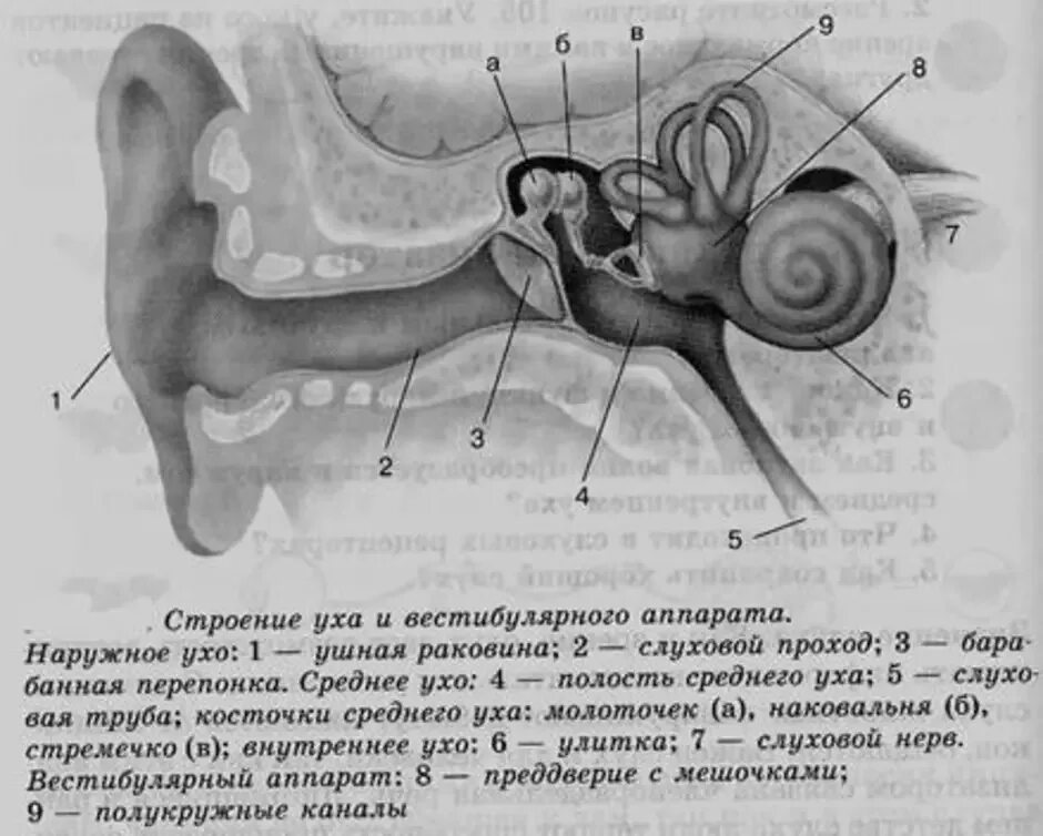 Строение уха и вестибулярного аппарата. Структуры слухового анализатора и вестибулярного аппарата. Строение ухо и вестибулярный аппарат. Слуховой анализатор и орган слуха анатомия.