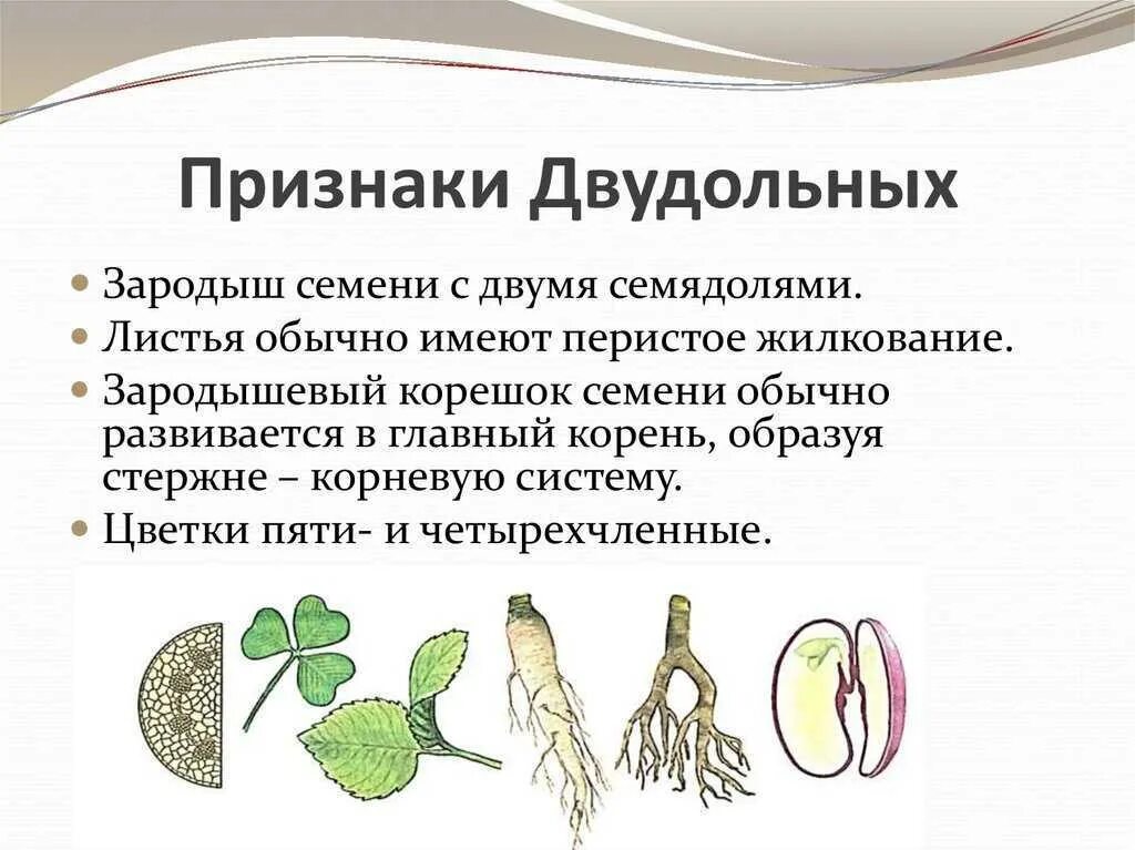 Общая характеристика двудольных. Признак характерный для класса двудольных растений. характерные признаки семейств класса двудольные и однодольные. характерные признаки классов двудольные и однодольные. признаки класса двудольных растений.