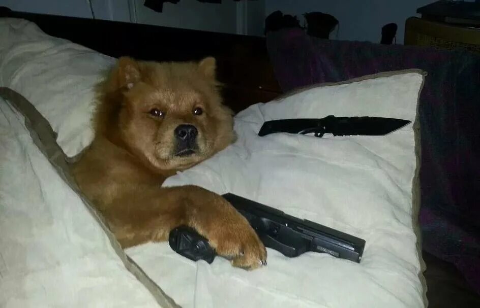 Собака с пистолетом мем Doggiez YouTube