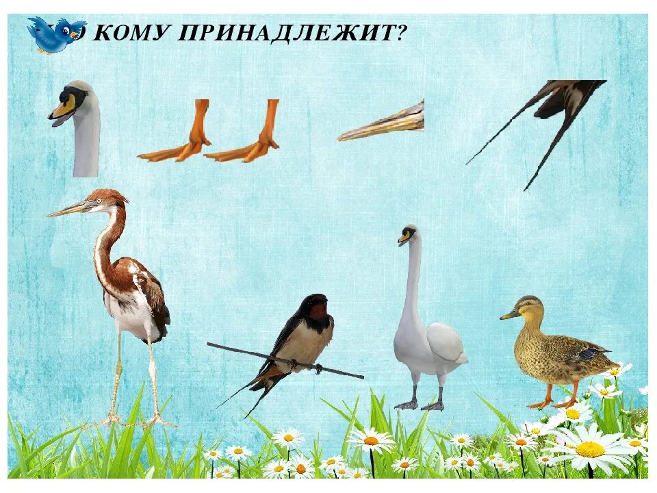 Перелетные картинки для детей. Перелетные птица для дошколят. Дидактическая игра птицы. Тема перелетные птицы. Игра перелетные птицы.
