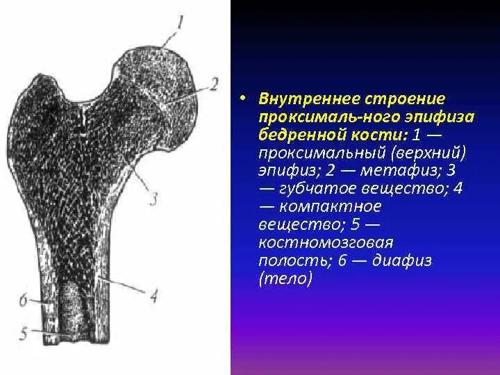 Лучевая локтевая эпифиз метафиз. Эпифиз диафиз бедренной кости. Внутреннее строение эпифиза бедренной кости. Проксимальный метаэпифиз большеберцовой кости анатомия. Костномозговая полость кости