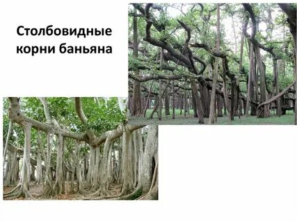 Корни подпорки примеры