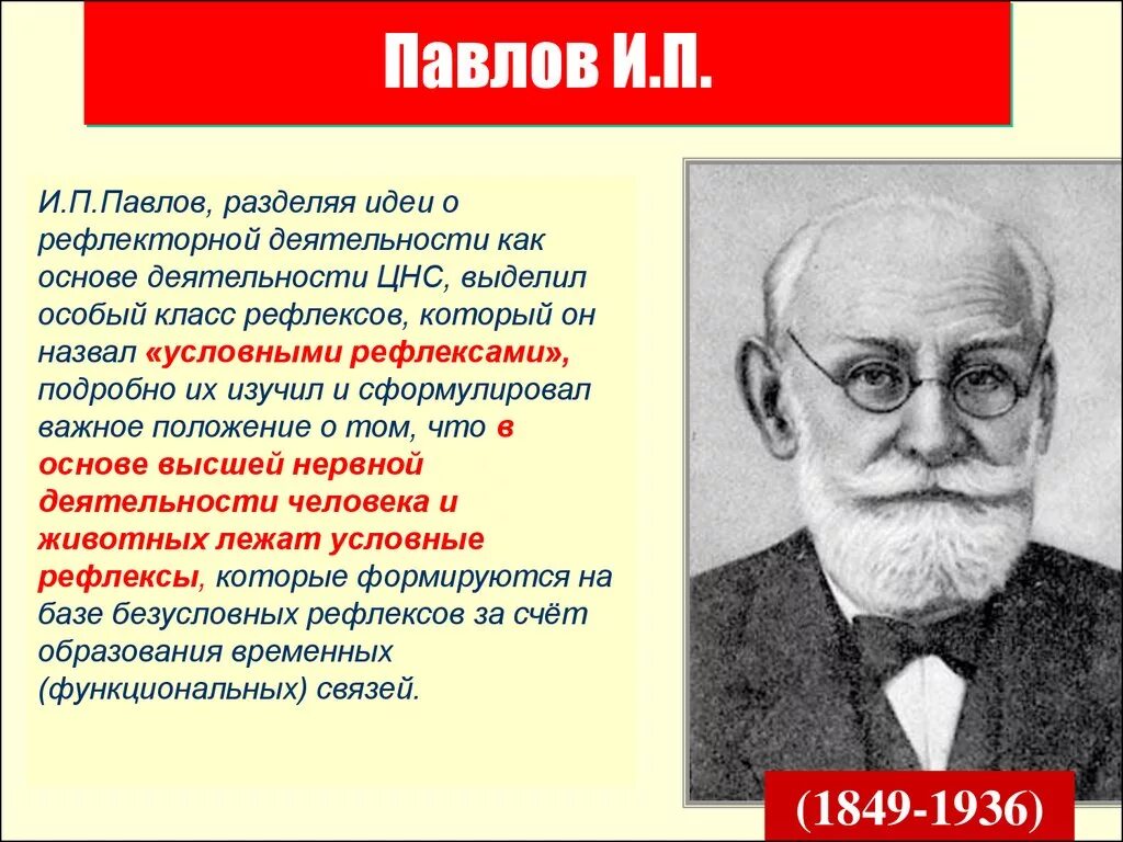 Павлов. И П Павлов. Павлов физиология. Павлов рефлексы. Павлова почему назвали