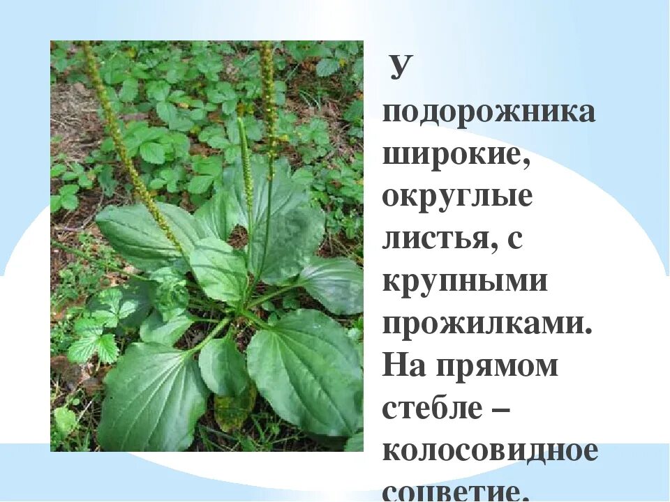 Корень подорожника. Подорожник большой фармакогнозия. Корень подорожника. Подорожник большой тип питания. Корень подорожника описание.