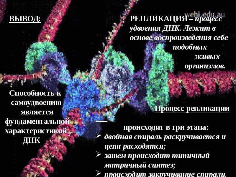 Генетическая информация удвоение ДНК. Процесс удвоения ДНК. Процесс удвоения ДНК происходит в. Самоудвоение ДНК происходит.