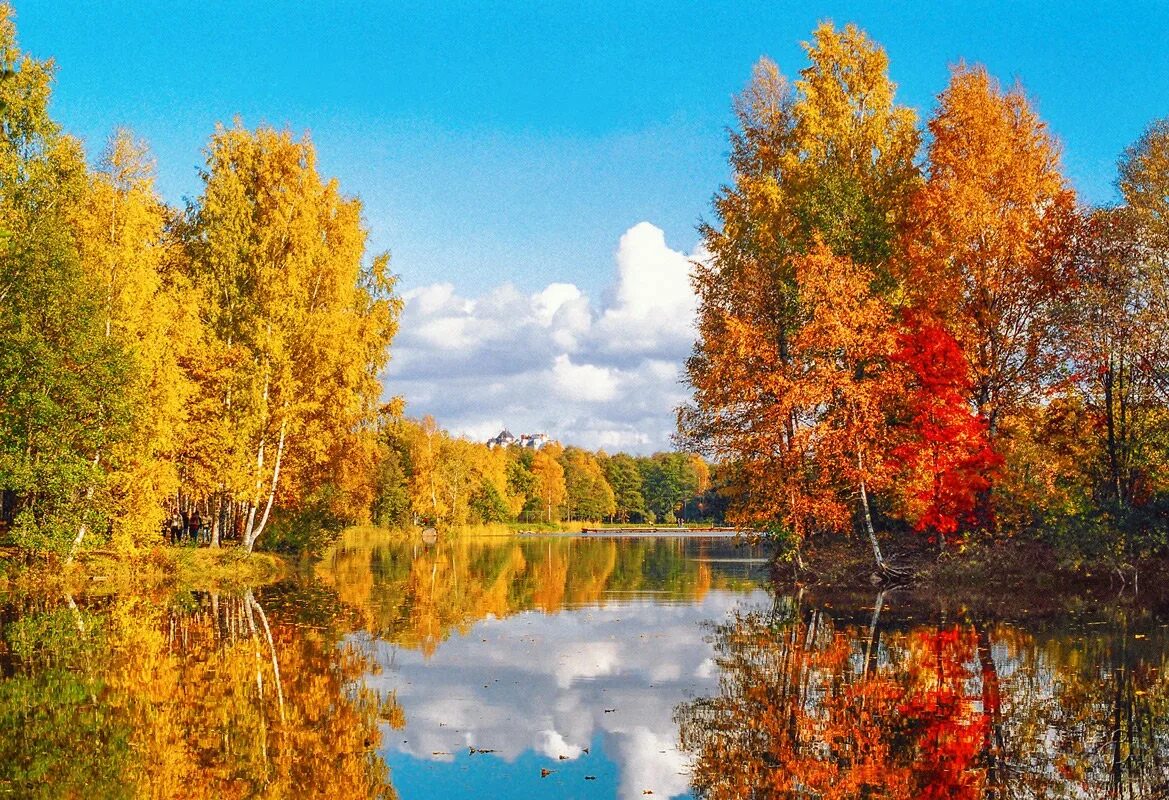 Осенний лес сентябрь в России. Бабье лето. Пейзаж осени. Осень бабье лето.