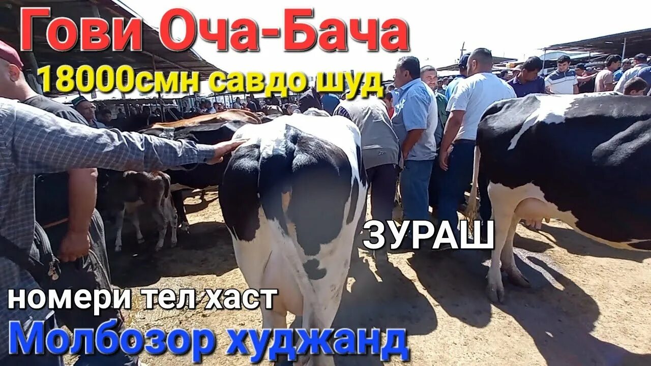 Дехкон бача. Оча бача. Буқачахои симентал. Дили оча ба бача дили бача ба куча. Бача.