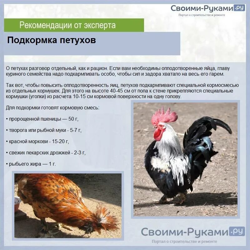 Чем кормить молодых курочек. Питание петуха. кормление домашней птицы. рацион питания петухов. чем кормить кур.